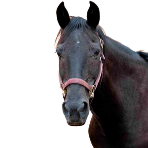 A black horse with a red halter.